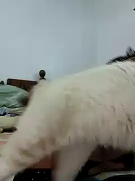 Saraslow online show from October 28, 2:05 pm