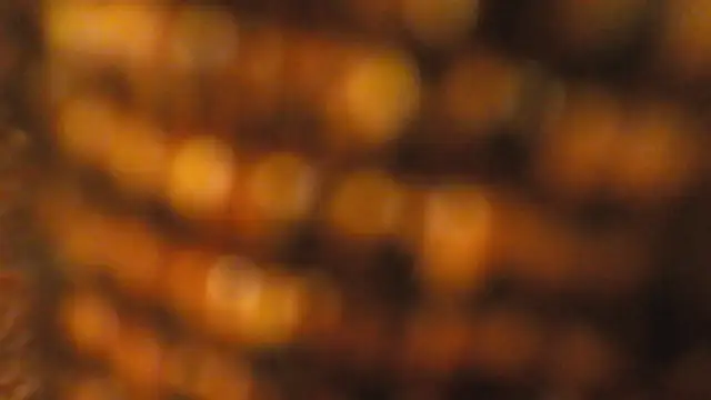 lucywilcox online show from October 26, 1:55 pm