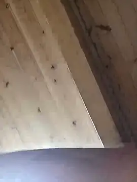 Snapshot of Angelsordemons6 chatting on September 19, 8:24 pm Angelsordemons6 online show from September 19, 8:24 pm