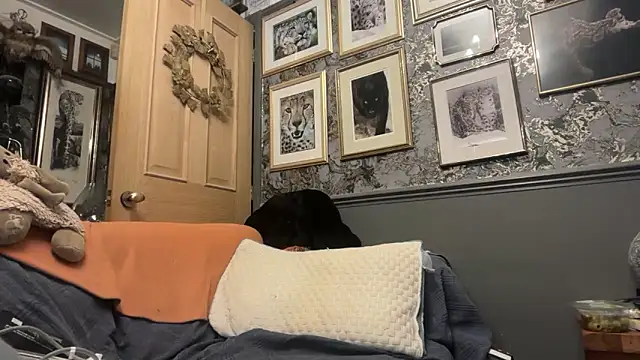 poggles online show from February 21, 8:22 pm