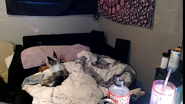 London Ray online show from November 15, 11:47 am