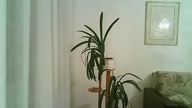 Dartanjanas13 online show from November 28, 8:09 pm