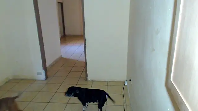 Snapshot of BlondZilla chatting on February 1, 4:16 pm BlondZilla online show from February 1, 4:16 pm