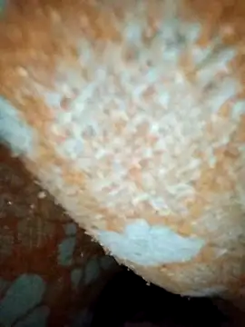 ParousFlow online show from January 19, 12:42 pm