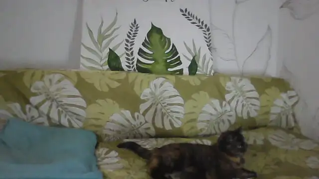 Catty Lady online show from November 26, 6:30 pm