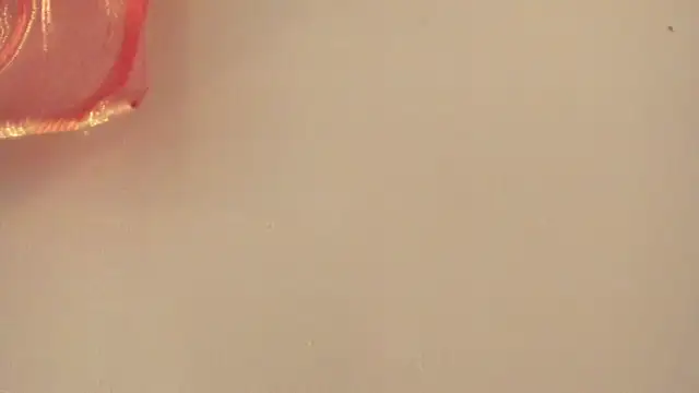 violet taylor  online show from July 2, 2:23 am