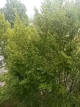 mrlolimirass online show from June 4, 5:06 pm