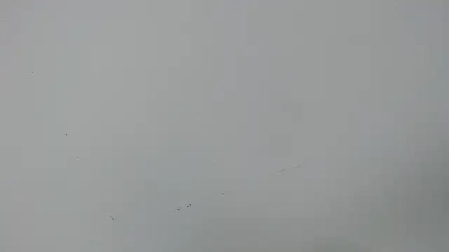 eladyrous98 online show from December 17, 2:00 pm