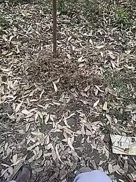 Telugu person12 online show from January 10, 7:36 am