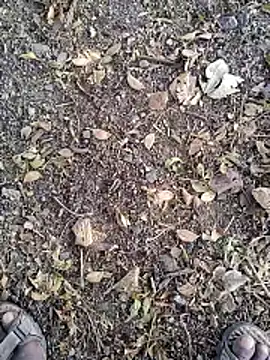 Telugu person12 online show from January 14, 7:56 am