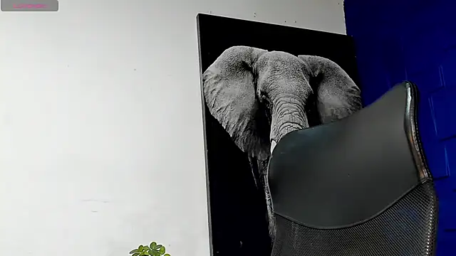 king falconer online show from November 15, 11:31 pm