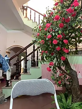 Bollozzy 89 online show from September 24, 4:52 am