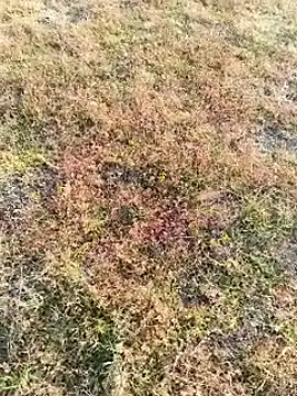 coocon2020 online show from November 16, 2:38 am