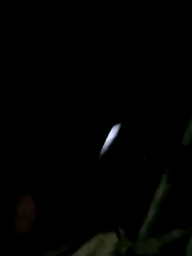 maple694 online show from December 14, 8:42 am