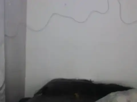 xalejo max online show from February 16, 7:34 pm