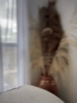 Sofi Leal online show from October 7, 12:17 pm