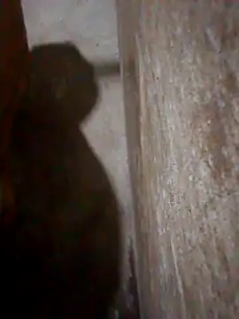 Lujor online show from March 10, 12:58 am