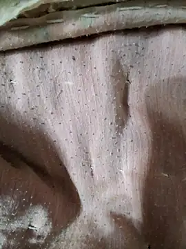 RAYI Queen 3 online show from January 10, 9:54 pm