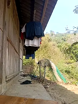 optra34 online show from March 1, 6:35 am