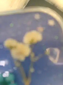 chocolate bella online show from April 10, 5:31 pm