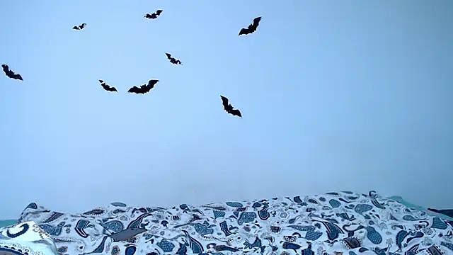 litle owl online show from November 9, 6:23 pm