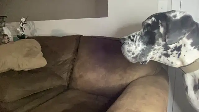 bambifarrina online show from September 14, 5:08 am