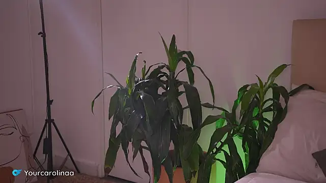 Carolart  online show from January 6, 10:25 pm