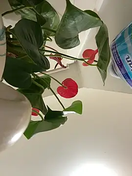 Czarnoksieznik online show from March 24, 10:10 pm