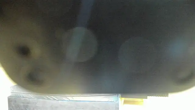 Snapshot of Megan_Sweetas chatting on November 26, 7:58 pm Megan Sweetas online show from November 26, 7:58 pm