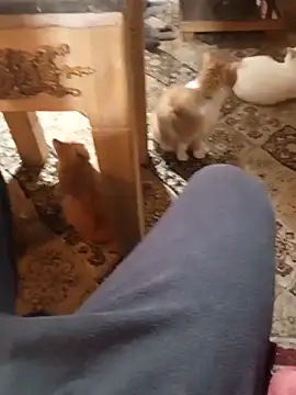 Boldsinner online show from December 21, 12:07 pm