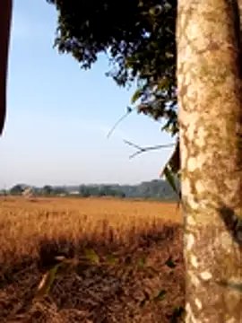 Johlrd online show from November 30, 1:50 am