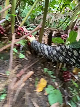 Huong-Ly online show from October 28, 5:29 am