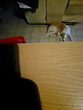 Stingles online show from October 11, 6:03 am