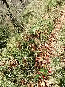 pegaso369 online show from November 12, 12:31 pm