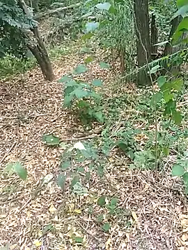 Snapshot of pegaso369 chatting on October 17, 1:46 pm pegaso369 online show from October 17, 1:46 pm