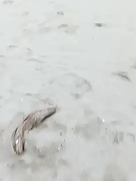 pegaso369 online show from October 29, 3:33 pm