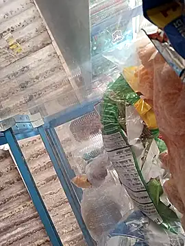 Lorenasex online show from November 15, 12:09 pm