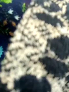 Juhi chawla online show from November 11, 1:44 am