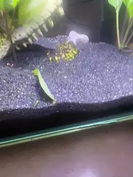 saumon3022 online show from February 8, 9:18 am