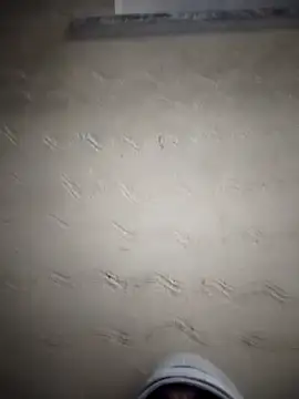 Desiandaj online show from November 24, 5:13 pm