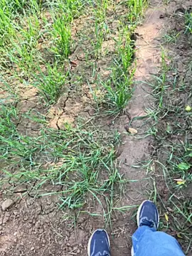 Desiandaj online show from November 29, 5:29 am