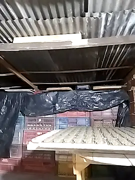 hoteder online show from December 23, 12:43 am