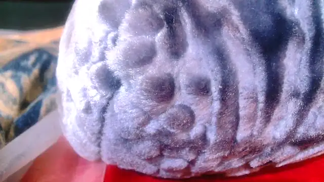 Snapshot of Sexy_PureFire chatting on November 5, 3:53 am Sexy PureFire online show from November 5, 3:53 am