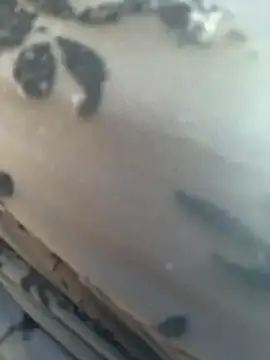  JessyRey  online show from March 11, 11:15 am