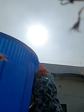 96rose online show from November 12, 7:45 am