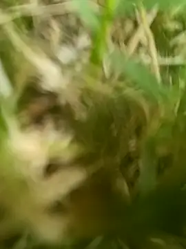 dolphiinn online show from March 20, 2:12 am