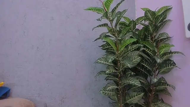 Snapshot of scarlett646 chatting on November 29, 3:06 am scarlett646 online show from November 29, 3:06 am