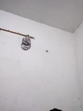 KitedSeizure online show from December 15, 11:49 am