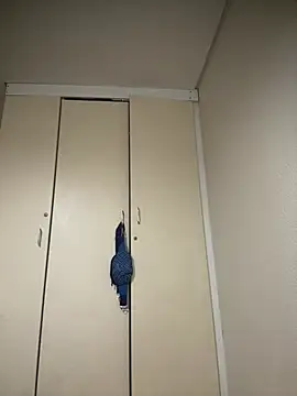 Mellow Joe online show from January 19, 9:46 am