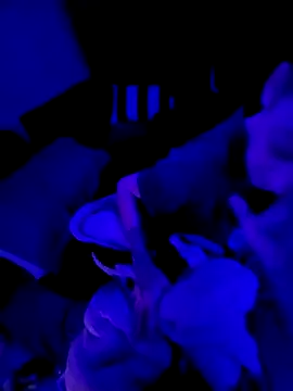 Ghost Face803 online show from March 3, 6:42 am